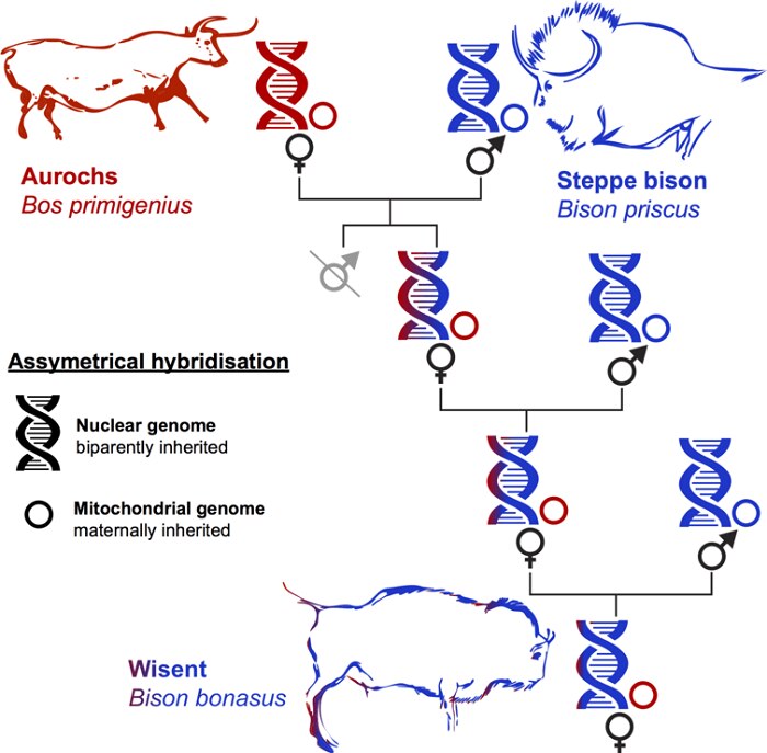 How we discovered the 'Higgs bison', hiding in plain sight in ancient ...