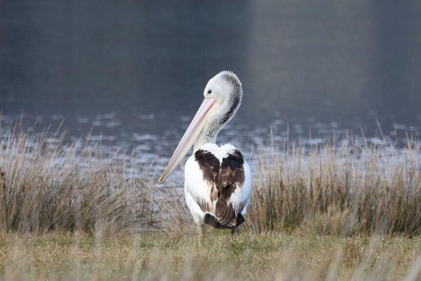A pelican standing on a river bank
