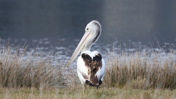 A pelican standing on a river bank