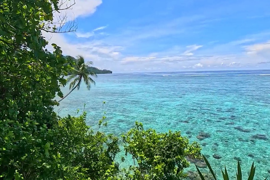 Clear, turquoise water with corals, and lush green foliage. 