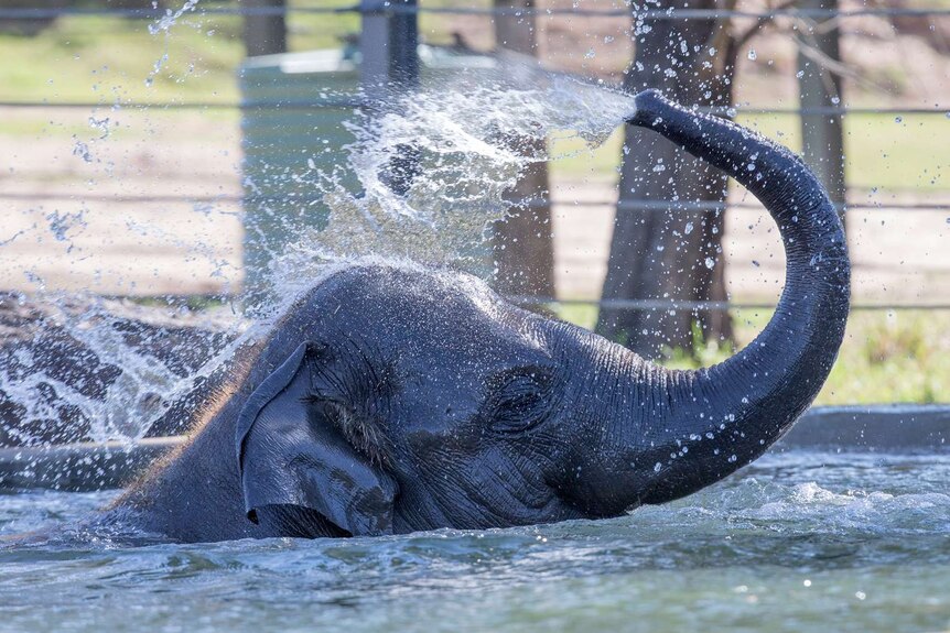 Elephant sprays water on its back