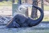 Elephant sprays water on its back