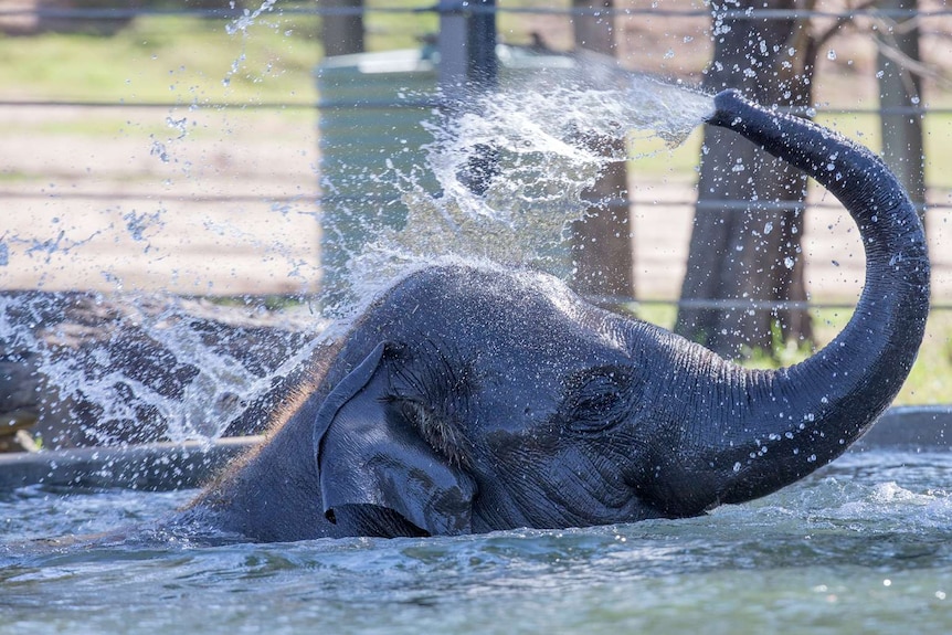 An elephant in a pool uses its trunk to spray its head with water.