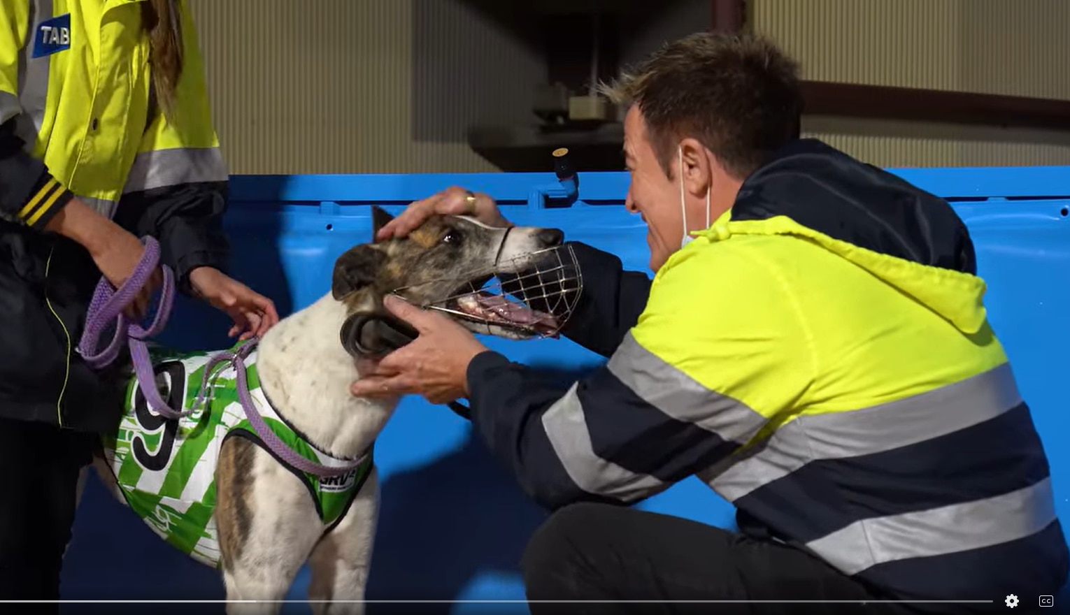 Oito galgos correndo em uma pista