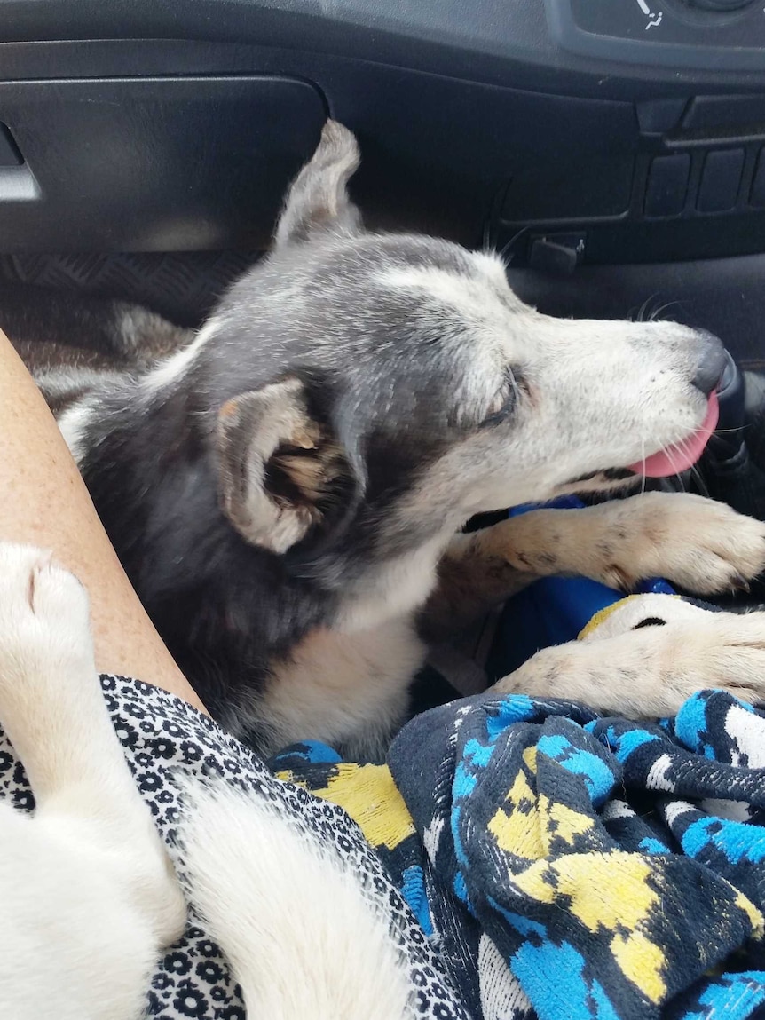 An old dog on a blanket in the passenger seat of a car.