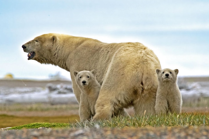 Large bear with two cubs.