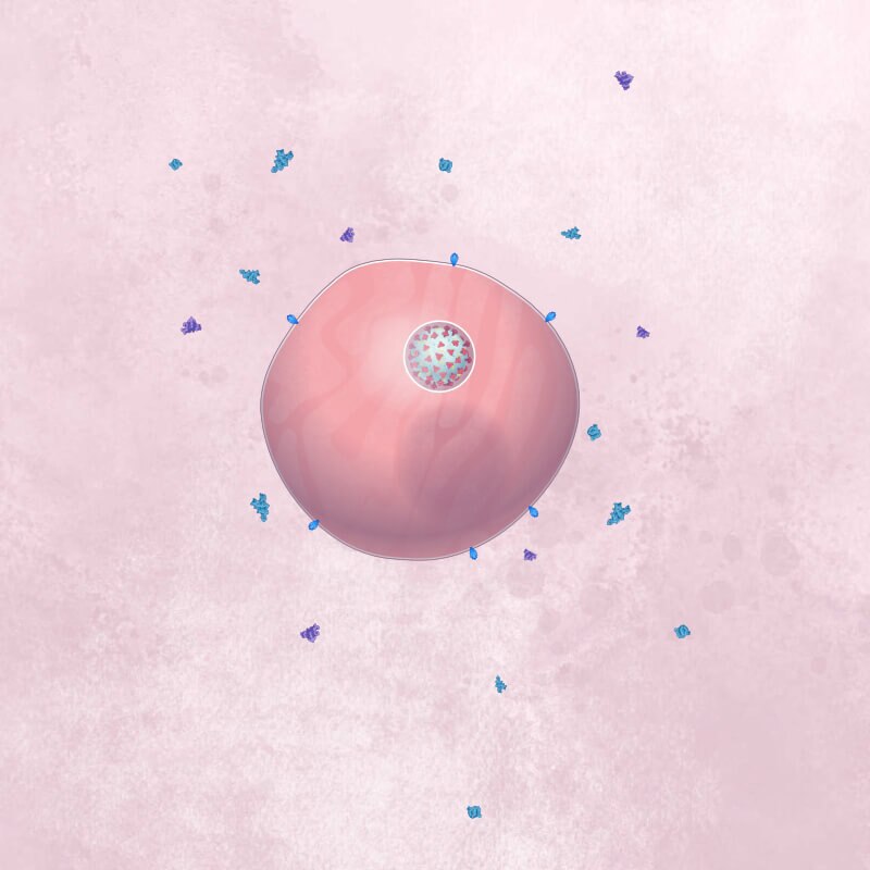 An infected cell, with a coronavirus particle in a bubble inside, is surrounded by different cytokine molecules.