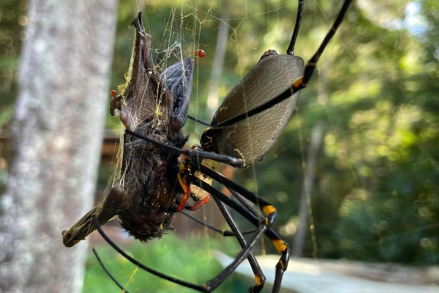 Golden orb spider spotted eating microbat in Far North Queensland - ABC News