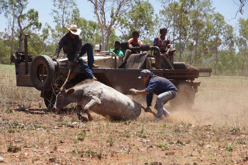 Clayton Anderson wrestles a bull