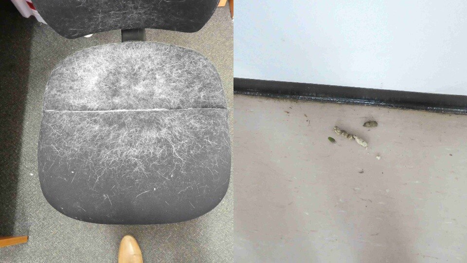 Pelo de gato en una silla y heces de gato en una prisión.
