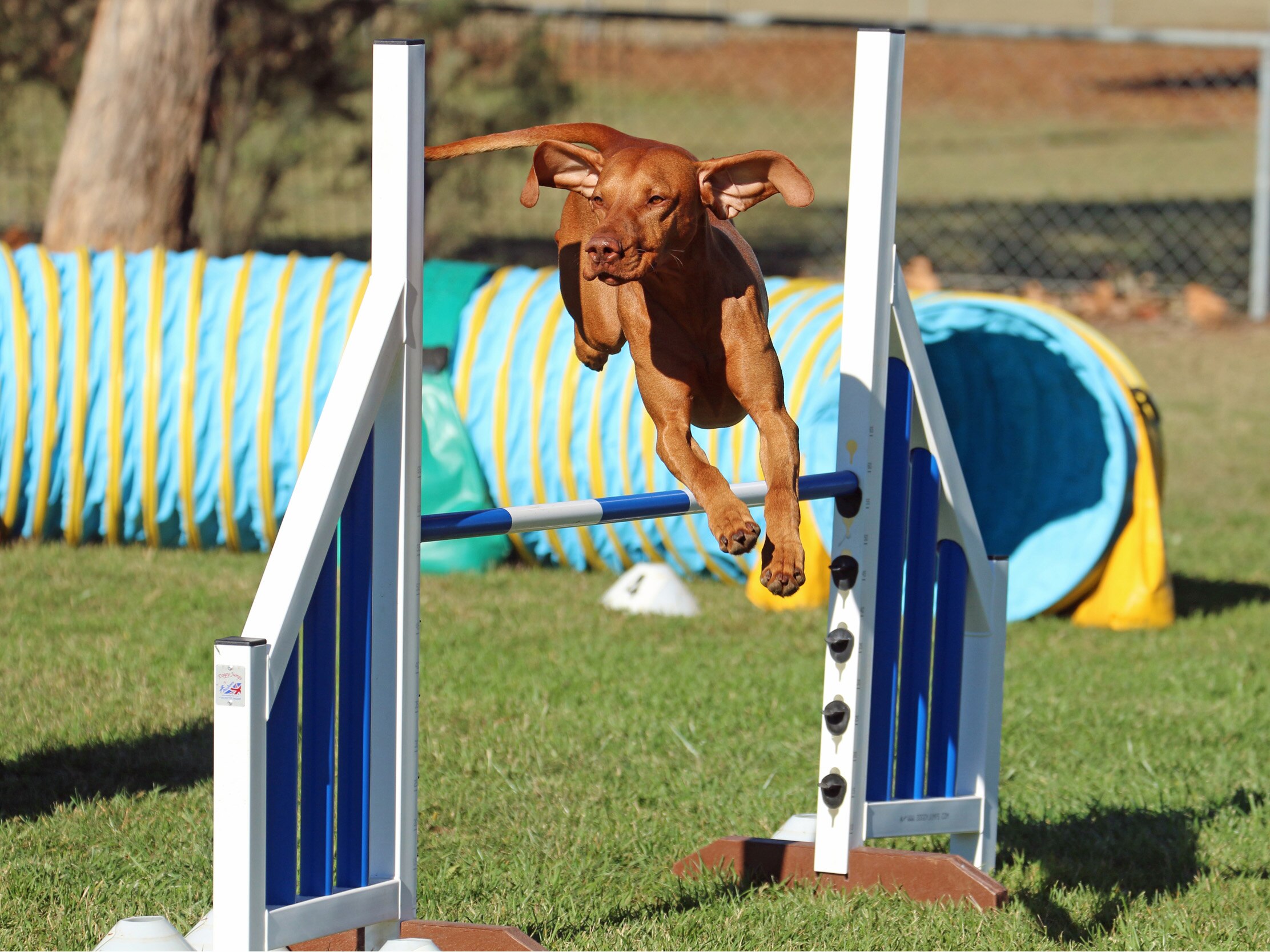 Dog handler's push to recognise dog agility trials as an official sport