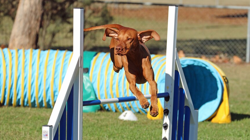 Hungarian Vizla competes in agility