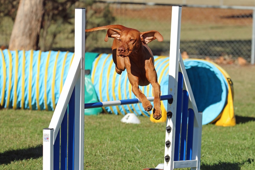 Hungarian Vizsla competes in agility