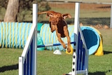 Hungarian Vizsla competes in agility