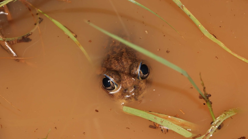 Frog peaking out of brown water