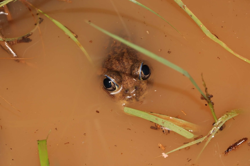 Frog peaking out of brown water