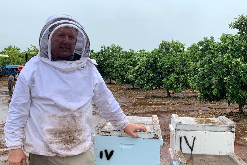 Man in bee suit standing next to bee hives and in front of fruit trees