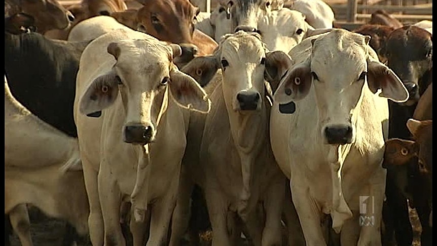 A close cropped photo of cattle.