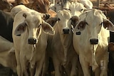 The Federal Government banned the live export of cattle to Indonesia in June.
