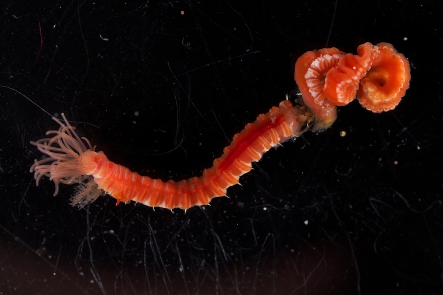 A colourful underwater red warm with spindly bits