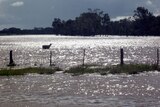 A lone sheep stands in the floodwaters