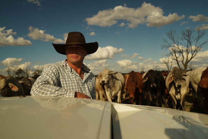 Man wearing cowboy hat standing near white car bonnet in a paddock full of cows