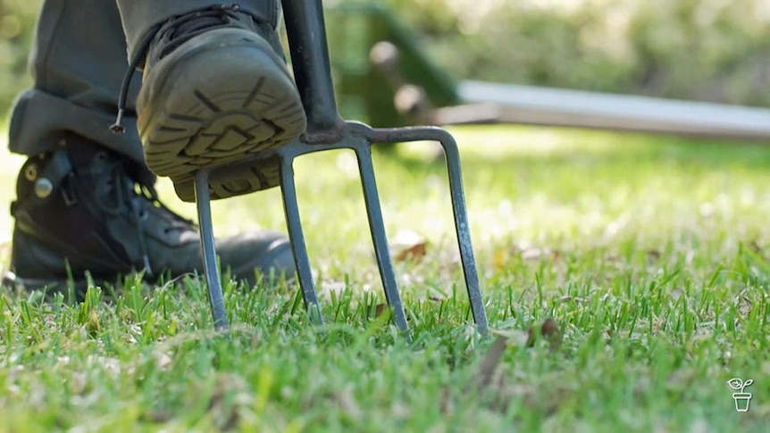 A garden fork being pushed into a lawn.