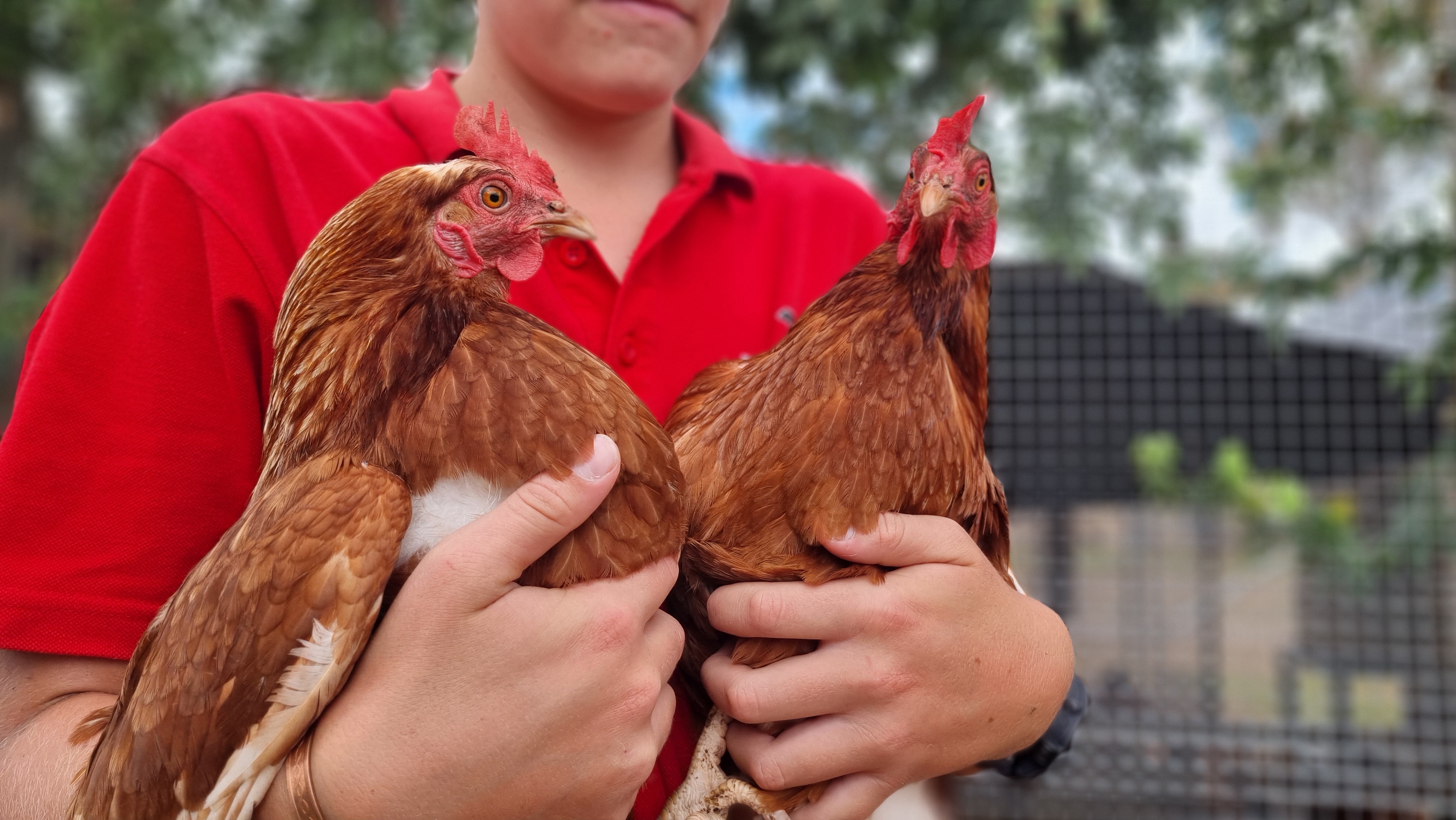 Una persona cría dos gallinas.