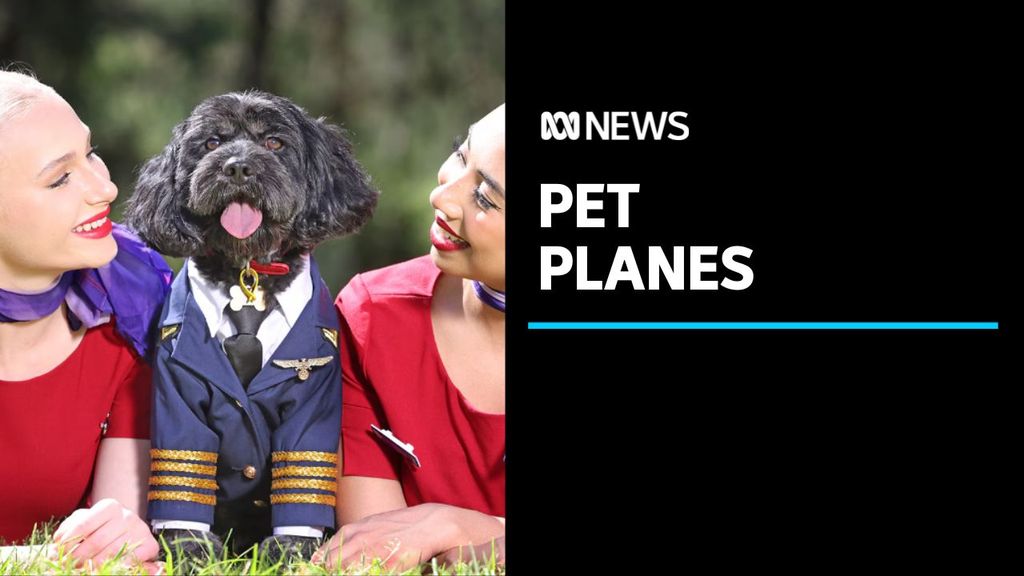 Hot dog flights virgin Top Sellers