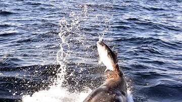 A seal tries to take a fisherman's catch