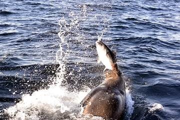 A seal tries to take a fisherman's catch