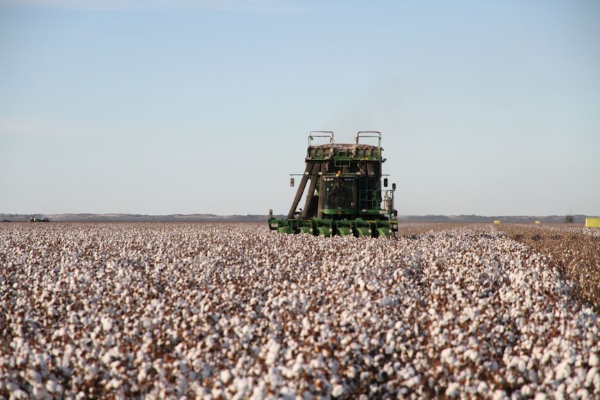 Fields of cotton