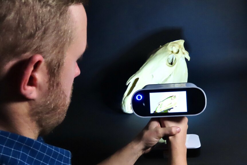 A man conducts a scan of a horse skull with a handheld machine