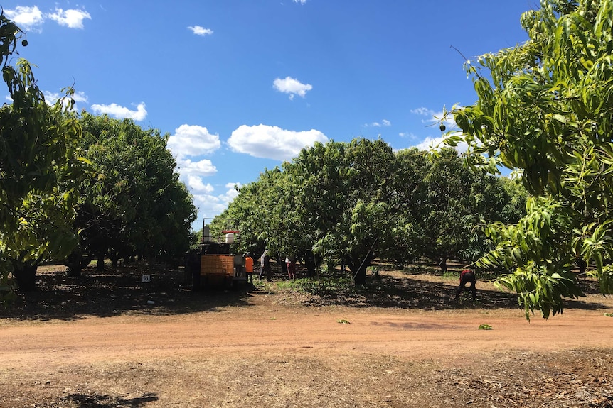 Skliros Produce mango farm, Berry Springs