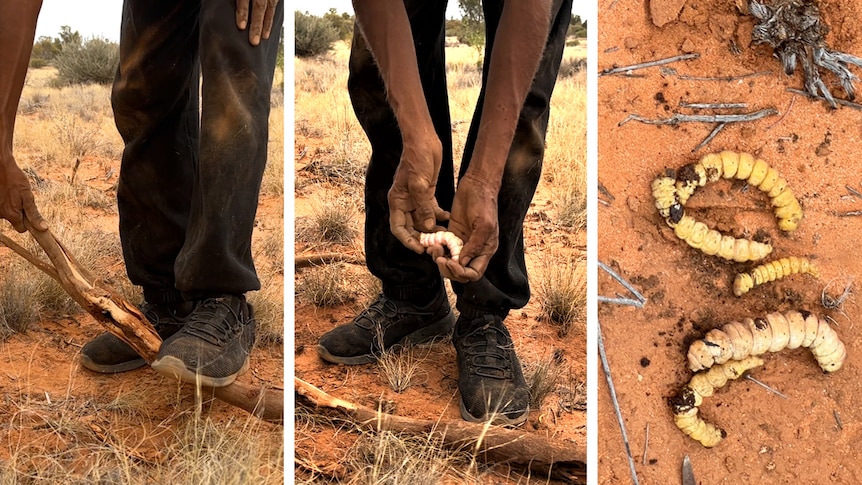 Three photos show Maureen Donnagan snapping a stick and finding the yellow grubs