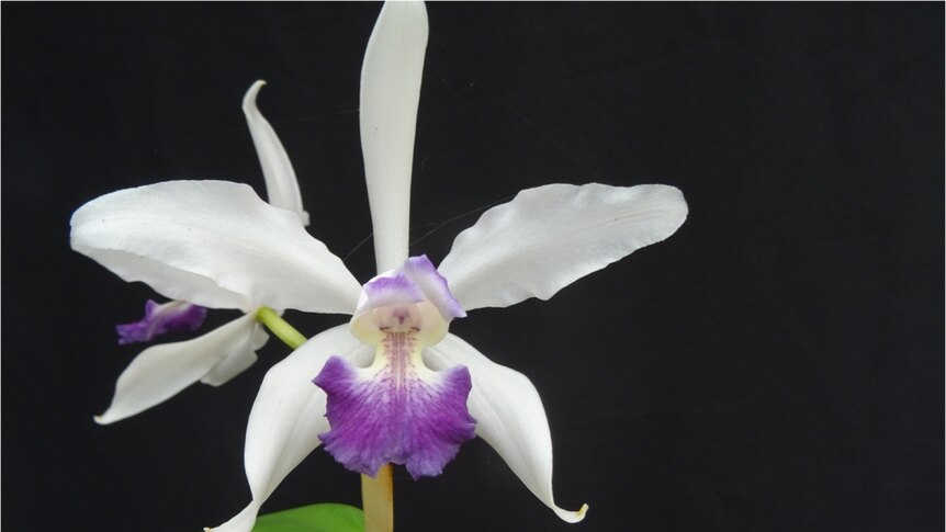 A purple and white orchid.