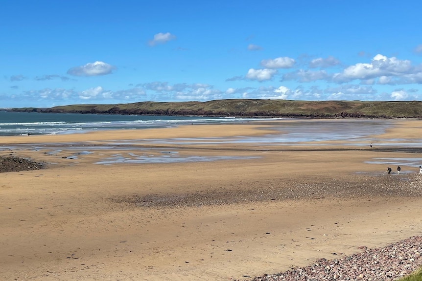 Harry Potter fans told to stop leaving socks at Dobby's grave on a Welsh  beach : NPR