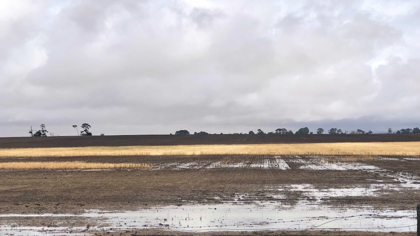 A picture of a field, some of it burnt brown and black, with flood water sitting on the top.
