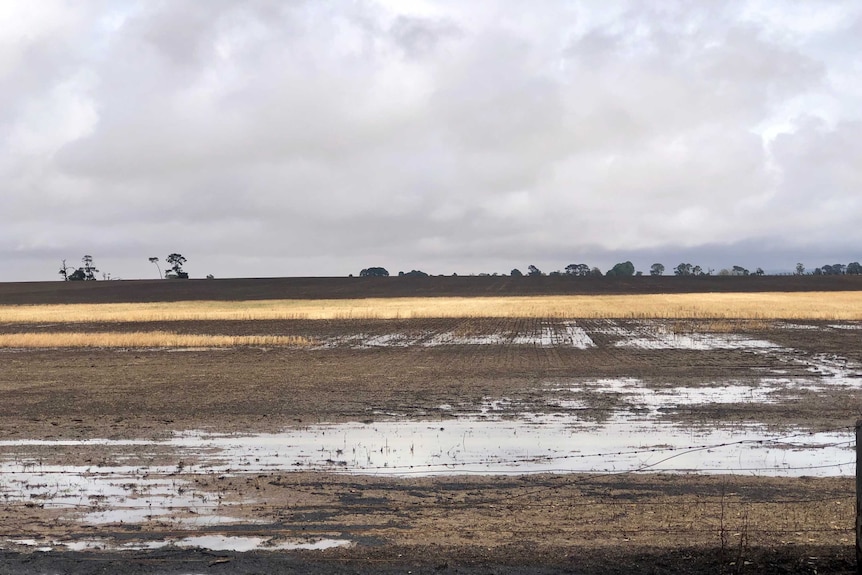 A picture of a field, some of it burnt brown and black, with flood water sitting on the top.