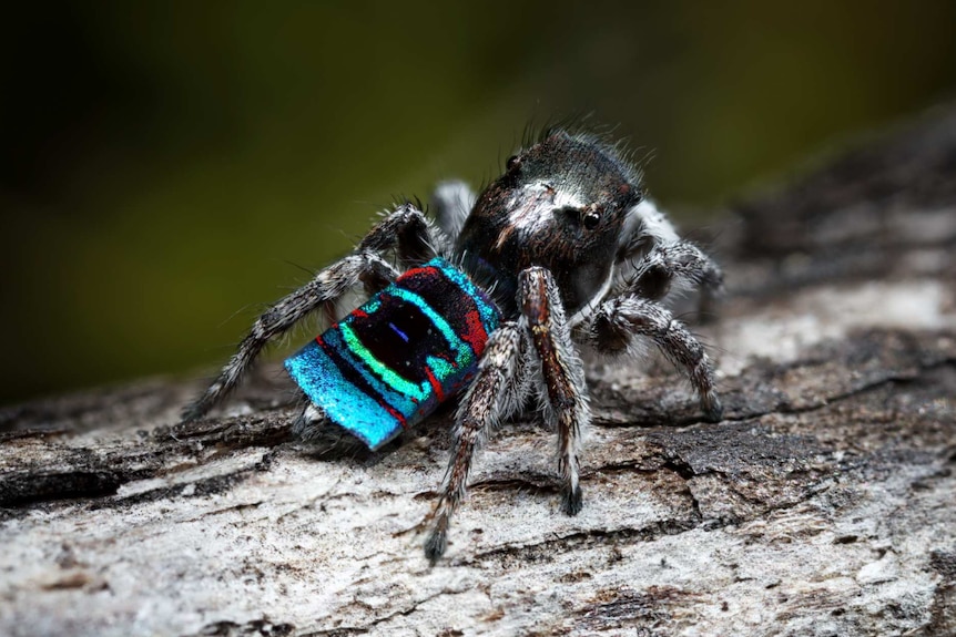 A colourful spider on a branch.
