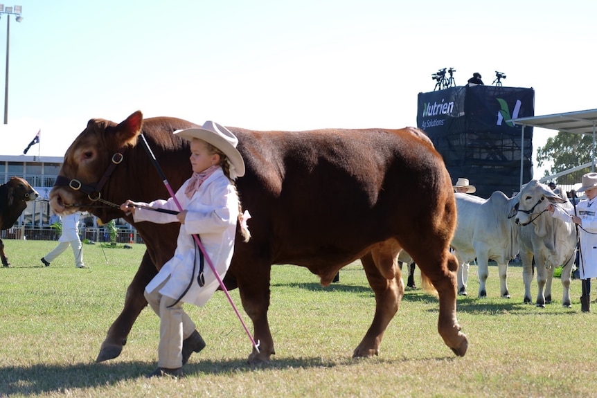 A young boy in a big hat holds tightly on the rope he is leading a big bull with in the centre of the judging ring