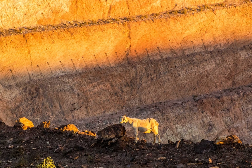 A feral goat stands near edge of a gold mine pit