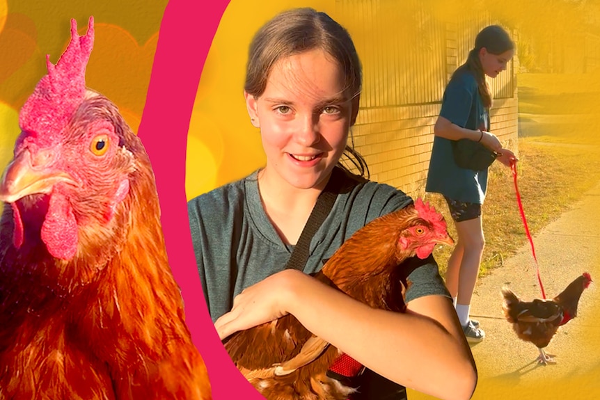 A graphic with a chook to the left and young girl carrying a chook to the right.