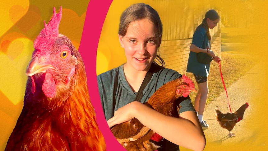 A graphic with a chook to the left and young girl carrying a chook to the right.
