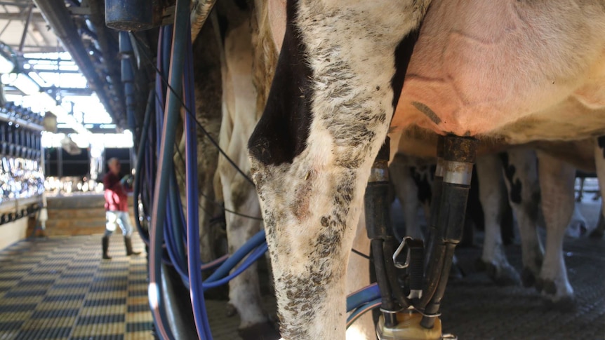 A close up of a cow's udder as it is being milked by a machine.