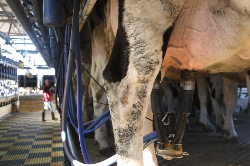 A close up of a cow's udder as it is being milked by a machine.