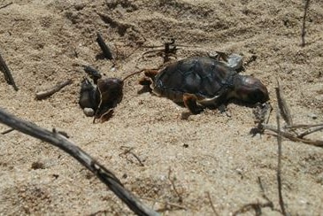 A dead baby turtle lying on a beach.