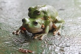 Two green frogs on top of each other on a wet cement painted verandah