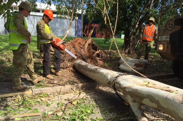 People prepare to chainsaw a tree.