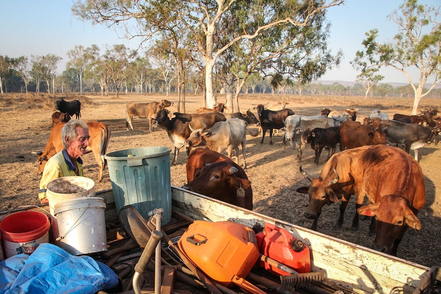 Michael Keane feeds the sentinel cattle daily.